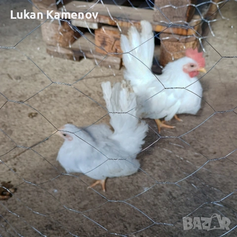 продавам чифт шабо и чифт руски, снимка 2 - други­ - 53711830