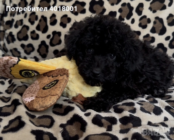продавам черен мъжки Пудел, снимка 3 - Пудели - 53517079