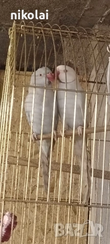 Двойка малки Александри 