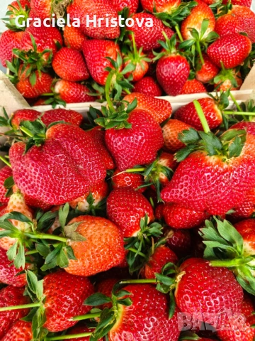 Продавам качествен разсад ягоди сорт  целогодишен мурано албион, снимка 6 - Градински цветя и растения - 54007042