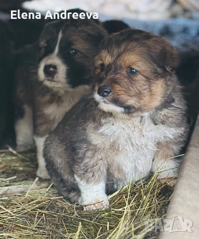 Продавам малки каракачански кученца, снимка 5 - Каракачанска овчарка - 53562654