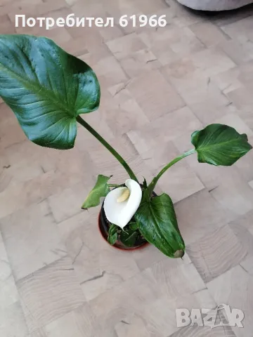 Студоустойчива бяла кала! , снимка 5 - Градински цветя и растения - 46855062