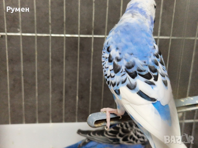 Чифт вълнисти папагали с клетка, снимка 11 - Папагали - 53976712