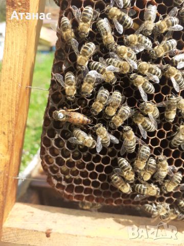 Продавам пчелни майки, снимка 2 - За пчели - 45171384