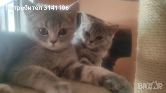 Малки игриви Британчета , снимка 1