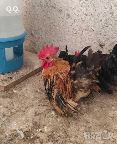 Шабо, снимка 2 - други­ - 54004043