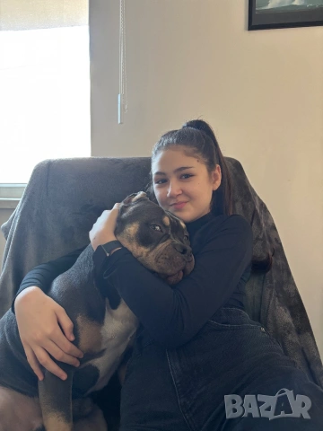 Американско Були , снимка 10 - Други - 52643138