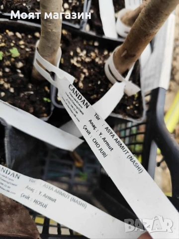 Азиатска круша Наши (Pyrus pyrifolia) , снимка 5 - Градински цветя и растения - 53626823