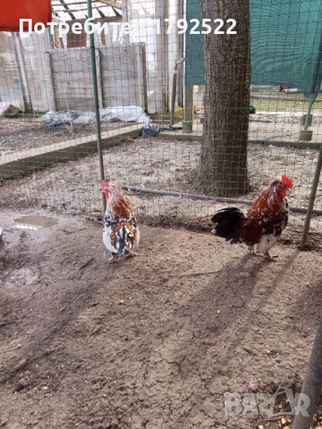 Шабо и бреговски джинки, снимка 5 - други­ - 53646771