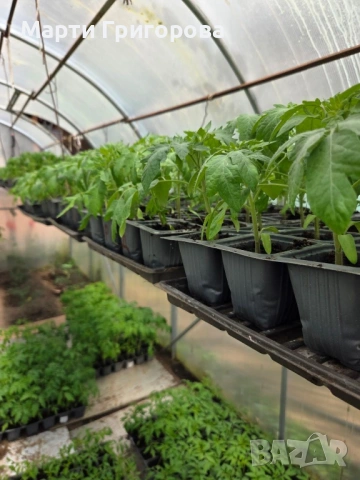 Разсад домати Нови Искър