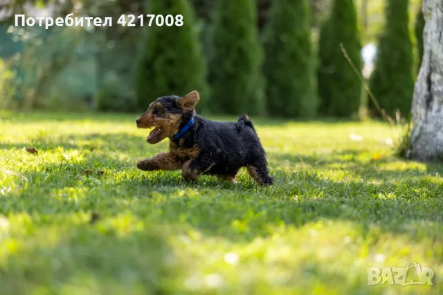 Уелски Териер welsh terrier , снимка 5 - Други - 47060691