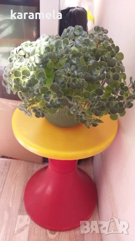 Дървото на парите, снимка 3 - Стайни растения - 51040794