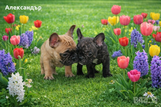 Френски булдог кученца