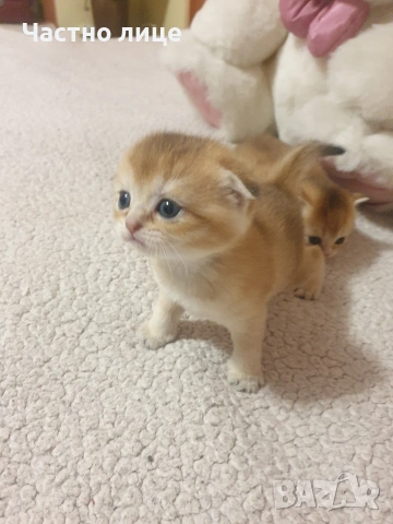 Шотландско коте  клепоуха златна чинчила