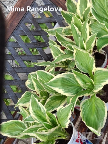 Пъстро листа хоста , снимка 5 - Разсади - 54198477