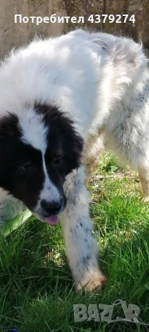 мъжко на 5 месеца -линия Гуджо 