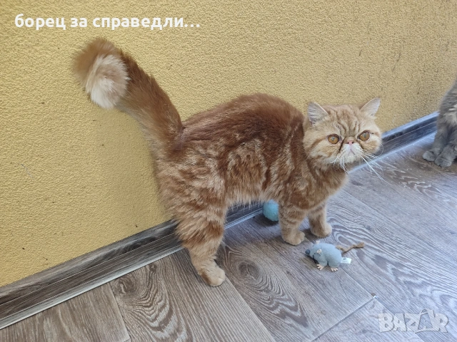 Женски екзотични котки на 6 месеца и на 2,5 години., снимка 14 - Персийска - 53404088