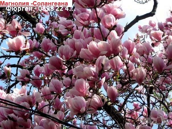 Магнолия - Magnolia НАЛИЧНИ 14 ВИДА Студоустoйчиви, снимка 4 - Градински цветя и растения - 33512293