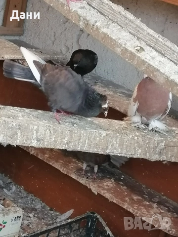 архангел , снимка 2 - Гълъби - 54211130