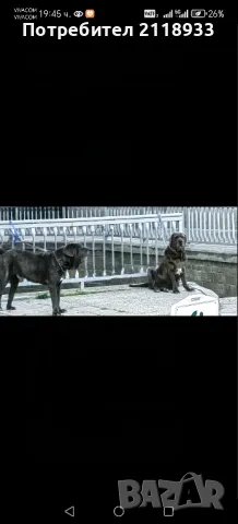 неаполитански мастиф - два броя , снимка 2 - Мастиф - 49962789