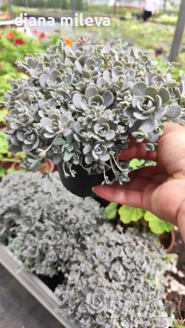 Седум Оростахис, Китайска шапка, Orostachys ‘Chinese Hat', снимка 7 - Градински цветя и растения - 51397227