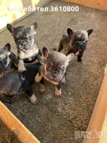 малки кученца френски булдог