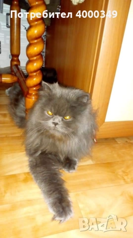 Подарявам мъжки персиец, снимка 2 - Персийска - 52976362