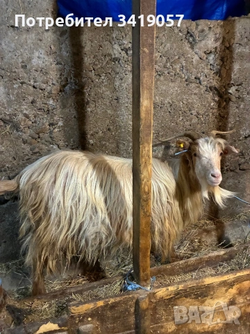 Калоферска коза, снимка 2 - Кози - 53584843