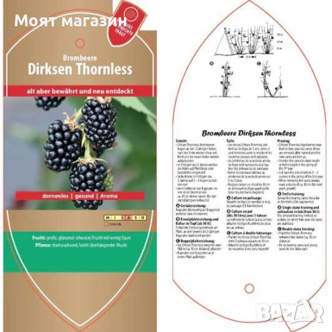 Гигантска Къпина без бодли, снимка 8 - Градински цветя и растения - 53631922