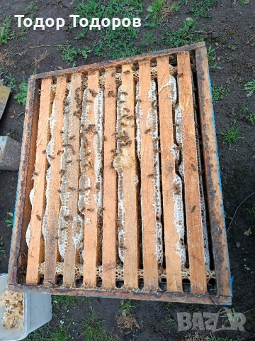 продавам пчелни семейства