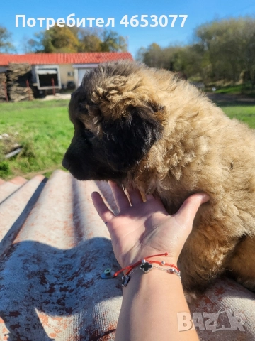 Женска кавказка овчарка , снимка 4 - Кавказка овчарка - 52436129