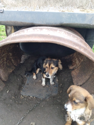 Подарявам малки кученца!, снимка 6 - Други - 53638524