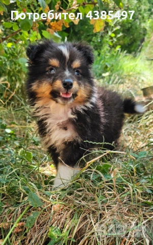 Момче Шелти , снимка 1