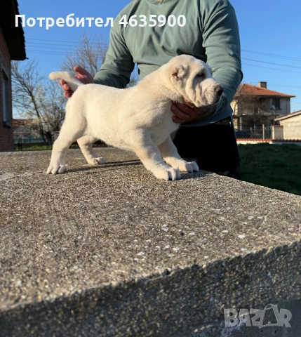 Момиче на 50 дни , снимка 2 - Алабай - 54113727