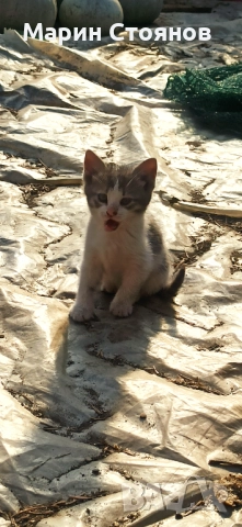 Котенца за грижовни стопани, снимка 3 - Други - 52582953