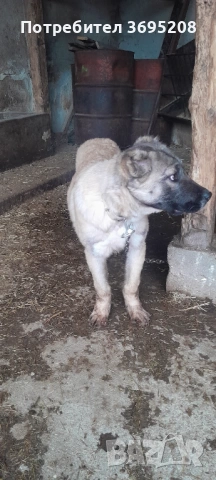 Продавам кучета кръстоска между Кангал и Алабай, снимка 2 - Кангал - 53406697