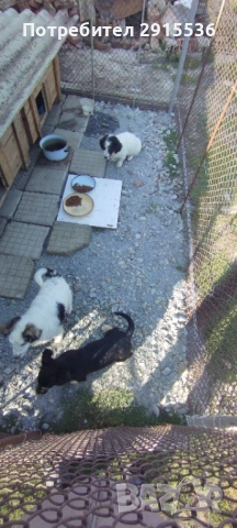Подарявам кученца , снимка 6 - Други - 53772333