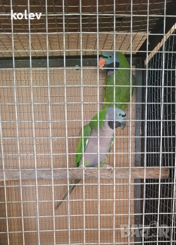 Папагали Китайски Александър/ двойка, снимка 2 - Папагали - 52930682