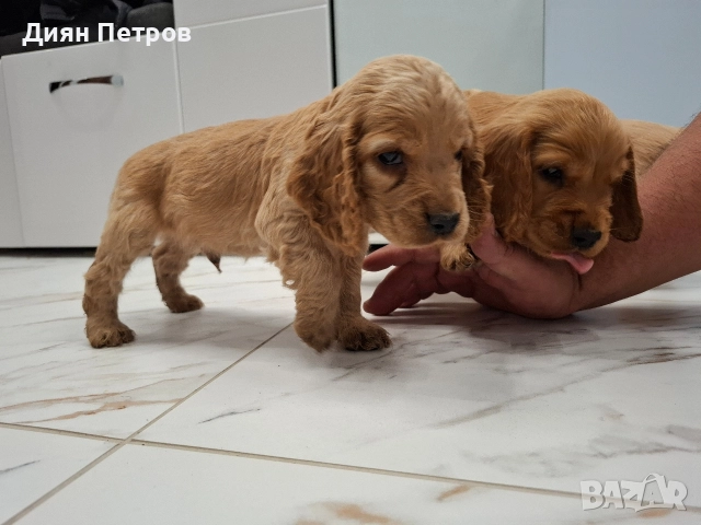 чистокръвни кокер шпаньоли, снимка 4 - Кокер шпаньол - 52878909