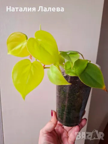 Филодендрон, Philodendron Lemon Lime, снимка 4 - Стайни растения - 49503063