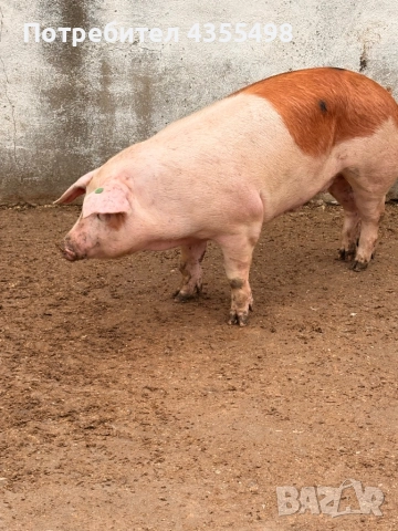 Домашно Телешко Месо 100%БИО-Свинско месо полувинки и четвъртини-8.50лв/кг, снимка 4 - Домашни продукти - 52463506