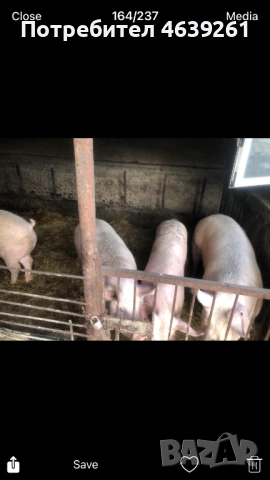 Продавам угоени прасeта, снимка 2 - Прасета - 52259849
