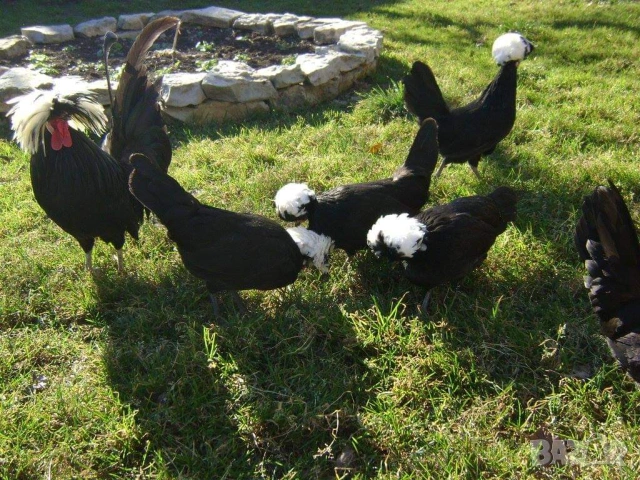 Яйца от холандски качулати, снимка 4 - други­ - 53702012