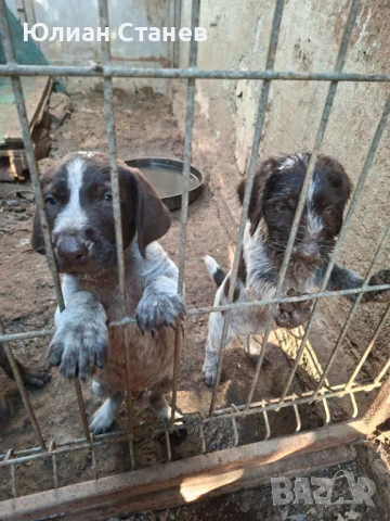 Дратхарчета на 45 дни , снимка 1