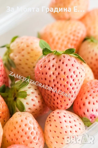 Ананасова Ягода - Бяла Ягода с вкус на Ананас 