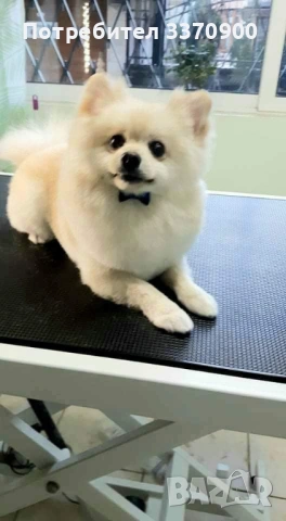 Подарявам Померан 