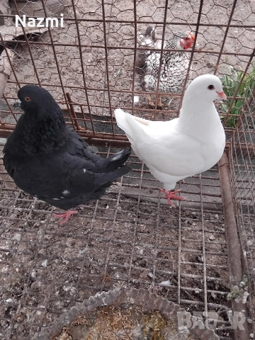 продавам гълъби , снимка 11 - Гълъби - 53939048