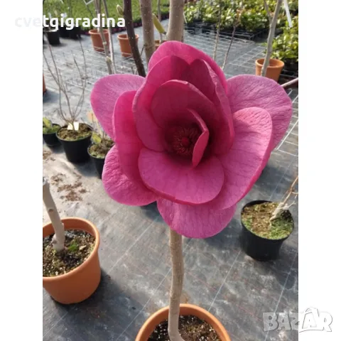Magnolia Black Tulip (Магнолия Черно Лале)