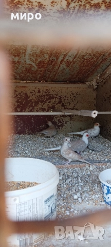 Шарени Диамантени гугутки!, снимка 11 - други­ - 51645799