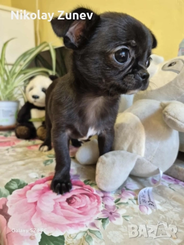 Мъжко чистокръвно чихуахуа , снимка 1